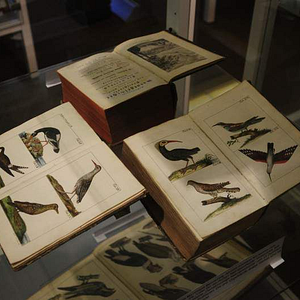 Bilder Birds & People - Ganz verrückt auf Vögel