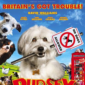 Bilder Pudsey - Ein tierisch cooler Held