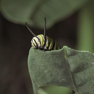 Bilder Flug der Schmetterlinge