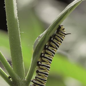 Bilder Flug der Schmetterlinge