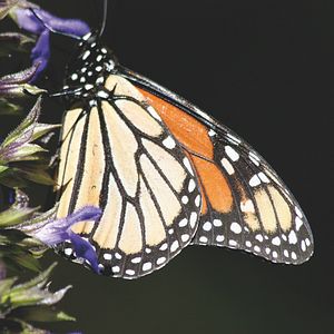 Bilder Flug der Schmetterlinge