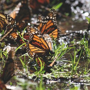 Bilder Flug der Schmetterlinge