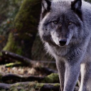 Bilder Unsere wunderbare Welt