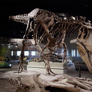 Bilder Unsere wunderbare Welt