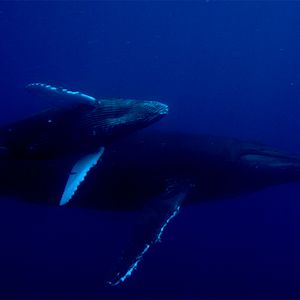 Bilder Unsere wunderbare Welt