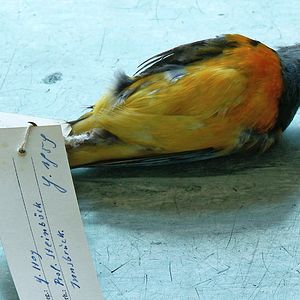 Bilder Natural History