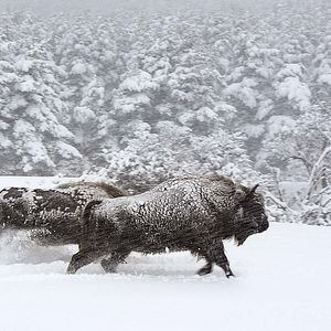 Bilder Unsere Wildnis