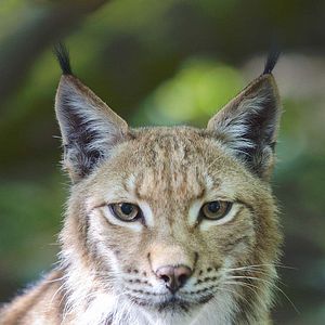 Bilder Unsere Wildnis