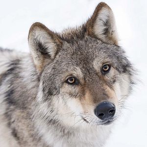 Bilder Unsere Wildnis