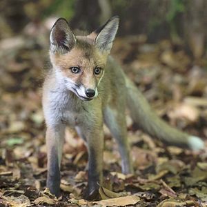 Bilder Unsere Wildnis