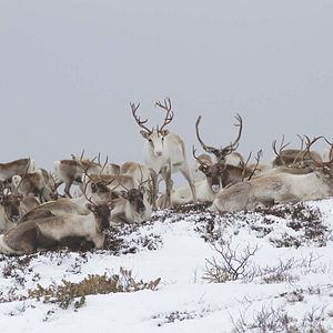 Bilder Unsere Wildnis