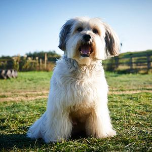 Bilder Pudsey - Ein tierisch cooler Held