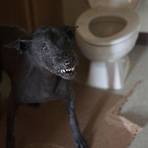 Bilder The Operator - Eine Marble Hornets Story