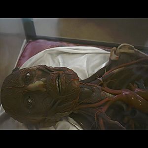 Bilder The Visit - Eine außerirdische Begegnung