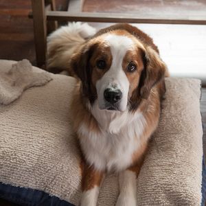 Bilder Alle Jahre wieder - Weihnachten mit den Coopers