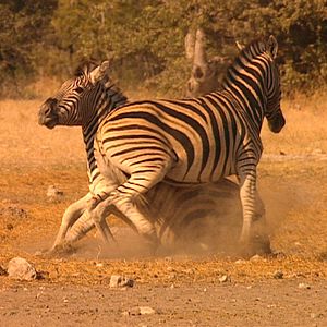 Bilder Symphonie der Tiere