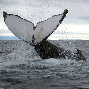 Bilder Symphonie der Tiere