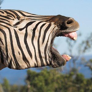 Bilder Symphonie der Tiere