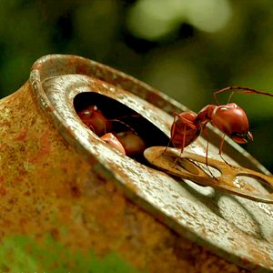 Bilder Die Winzlinge - Operation Zuckerdose