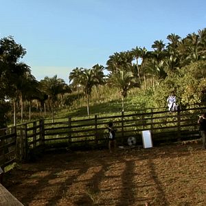 Bilder Passarinho Lá de Nova Iorque