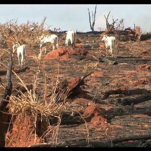 Bilder Cowspiracy - Das Geheimnis Der Nachhaltigkeit