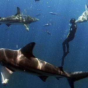 Bilder Passion For Planet