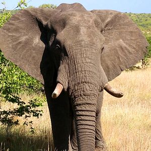 Bilder Südafrika - Der Kinofilm