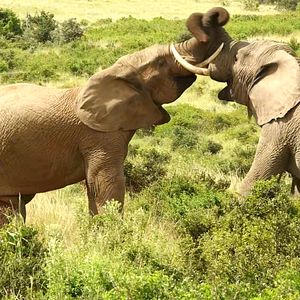 Bilder Südafrika - Der Kinofilm