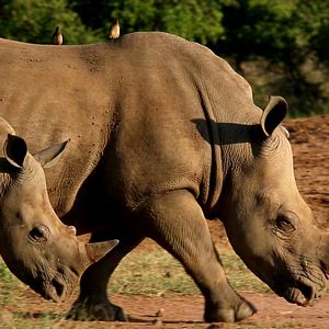 Bilder Südafrika - Der Kinofilm