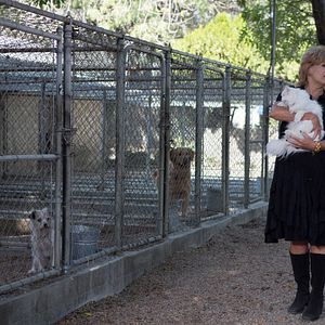 Bilder Ein Hund rettet Ostern
