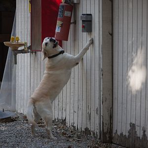Bilder Ein Hund rettet Ostern