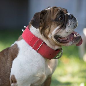 Bilder Ein Hund rettet Ostern