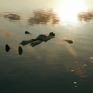 Bilder El arca de Noé