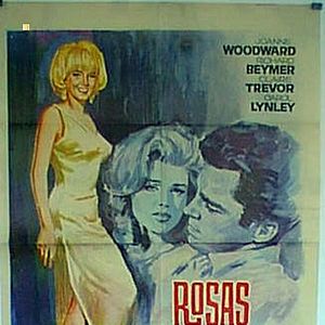 Bilder Die verlorene Rose