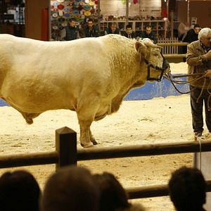 Bilder Gérard Depardieu
