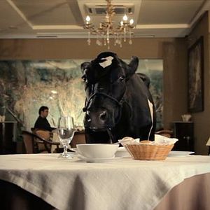 Bilder Animal Político