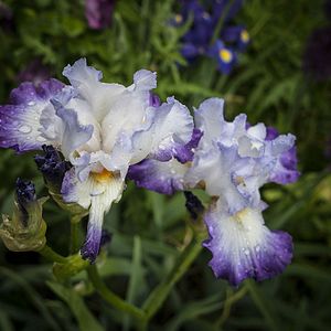 Bilder Das Malen des modernen Gartens: Monet bis Matisse