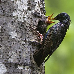 Bilder Unsere Wildnis