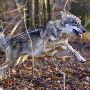 Bilder Unsere Wildnis