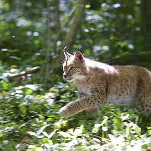 Bilder Unsere Wildnis