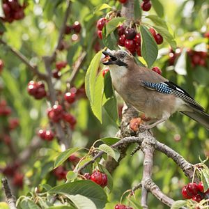 Bilder Unsere Wildnis