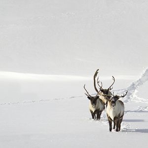 Bilder Unsere Wildnis