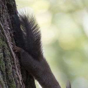 Bilder Unsere Wildnis