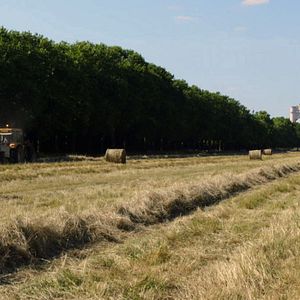 Bilder The Woods Dreams Are Made of