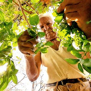 Bilder Le Potager de mon grand-père
