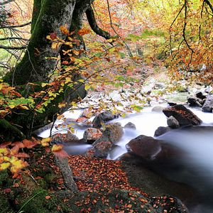 Bilder Cantábrico: Los dominios del oso pardo