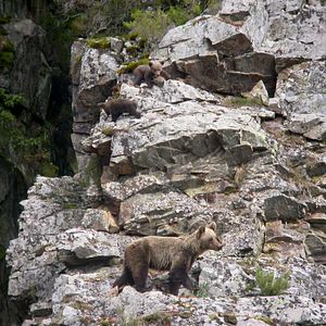 Bilder Cantábrico: Los dominios del oso pardo