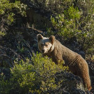 Bilder Cantábrico: Los dominios del oso pardo