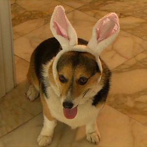 Bilder Ein Hund zu Ostern