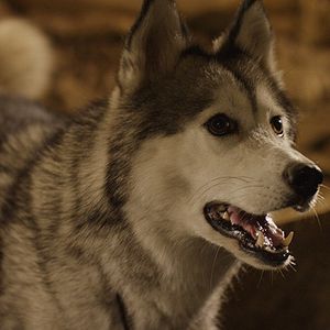 Bilder Timber - Ein tierischer Schatz